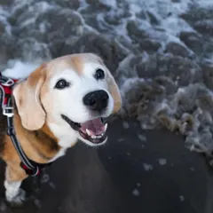 Age is just a number when there is so much joy to be had. This is Leo, a 12-year-old Beagle, experiencing the ocean with a smile that could light up the entire beach. Our senior dog sessions celebrate a lifetime of love and prove that adventure has no age limit.