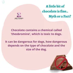 Myth vs. Fact: Can dogs have a little bit of chocolate? The truth is that chocolate contains theobromine, a chemical toxic to dogs. We break down why it's best to keep this human treat away from your pooch.