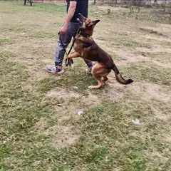 A German Shepherd practicing focused heeling. The dog's attention is entirely on the handler, waiting for the next command. This is the foundation of a reliable working partnership.