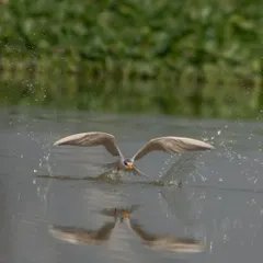 A River Tern dives to catch a fish at Najafgarh Lake, its reflection captured in the water at the moment of impact.