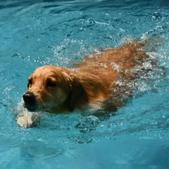 This Golden Retriever is in his element, captured mid-paddle during a fun swim session. Swimming is a great low-impact exercise, especially for retriever breeds that naturally love the water.