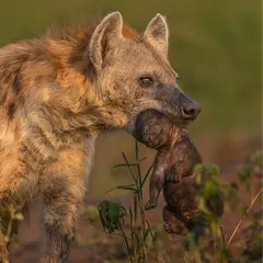 I was breathless when I witnessed this. A hyena mother carrying her newborn cub, just hours old, is a sight so rare it's almost undocumented. Luck plays a part, but being ready with the right gear and knowledge is what turns luck into a once-in-a-lifetime photograph. This is the kind of intimate storytelling I will help you achieve.
