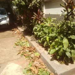 This is the "before" shot of a garden cleanup. Our Annual Maintenance Contract (AMC) services include clearing fallen leaves and debris to keep your garden beds healthy.