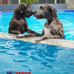Moments like this are why we do what we do. Here are two of our gentle giants, sharing a sweet moment in the pool. It’s all about fun, friendship, and making happy memories.