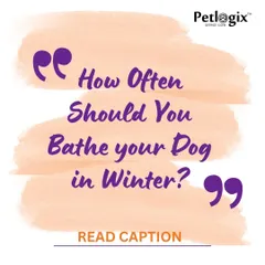 Many people ask how often they should bathe their dog in the winter. While fewer baths are generally better to avoid dry skin, it's still important to maintain hygiene. This post offers my guidance on finding the right balance.