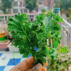 Look at this beautiful, heart-shaped bunch of kale, grown right on a terrace from my seeds. This is the kind of fresh, organic produce you can easily grow at home.