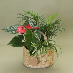 A beautiful gift basket featuring a mix of foliage and flowering plants, including the vibrant red Anthurium and elegant Chamaedorea palm. This arrangement offers a variety of textures and long-lasting beauty.