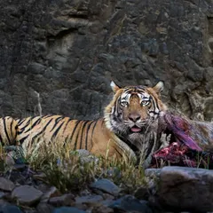 T95 Toofan with a kill. This sighting was particularly poignant as it occurred just days before another tigress he was mating with was translocated, a reminder of the complex management issues in conservation.