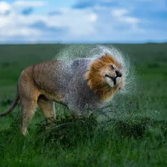 The king's rain dance. A male lion shakes off water after a downpour in the Masai Mara. Freezing this motion with a fast shutter speed creates a regal and dynamic image.