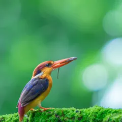 The Oriental Dwarf Kingfisher, a flash of rainbow in the dense forests of the Western Ghats. Capturing this female with a skink for her chicks took hours of patience, but moments like these are what make wildlife filmmaking so rewarding.