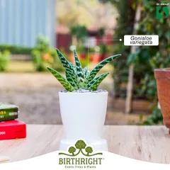 The Gonialoe variegata, or Tiger Aloe, is a beautiful succulent known for its distinct patterned leaves. It's a resilient and attractive plant that adds a touch of the exotic to your collection.