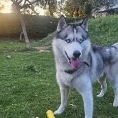 Buddy with his favorite toy, ready for another round of play.