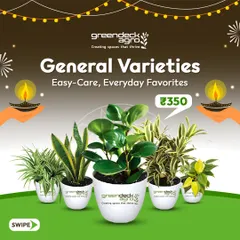 My general varieties of gifting plants are easy-care, everyday favorites. These are a reliable and affordable option for bulk corporate gifting, ensuring everyone receives a gift that's simple to care for.