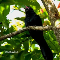 The Asian Koel is famous for its beautiful, melodic call that signals the arrival of spring. Here, the male, with his glossy black feathers and striking red eye, is caught mid-song.