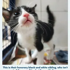 This is their honorary sibling, a sweet black and white kitten who was also abandoned. He now lives with the ginger litter and is just as desperate for a loving family.