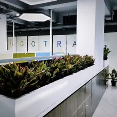 For this bright office space, I chose Aglaonema plants with reddish-green leaves. Placed in a crisp white planter, they add a touch of color and sophistication that complements the company's branding.