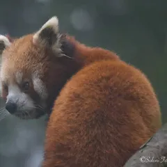 A Red Panda, an endangered species and the state animal of Sikkim. This is why I advocate against zoos; these beautiful, shy animals belong in the wild, not in enclosures.