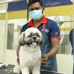 A beautiful result of a full grooming session. This happy Shih Tzu is showing off a neat, comfortable haircut that is easy to maintain and perfect for keeping cool and clean.