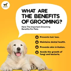 What are the real benefits of grooming? It's more than just looking good. Regular grooming prevents hair loss, maintains dental health, and stops skin irritation before it starts.