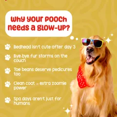 Wondering if it's time for a spa day? We think so. Regular grooming is about more than just looking cute; it helps with shedding, keeps paws healthy for walks, and gives your dog that extra boost of happy energy.