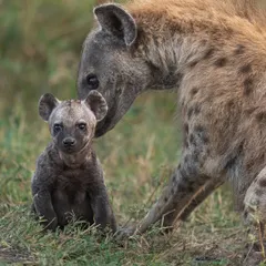 A mother hyena nuzzles her baby. In that split second of tender interaction, I captured the emotion. My reliable Sony gear, with its lightning-fast AI tracking, ensures I never miss these fleeting moments.