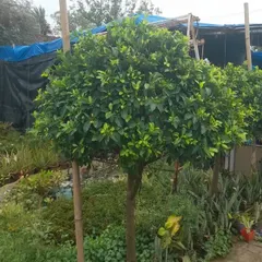 This Ficus tapari topiary shows a classic ball-on-stick form. It is a versatile decorative plant that provides a neat, structured look and can be used in pairs to frame a doorway or path.