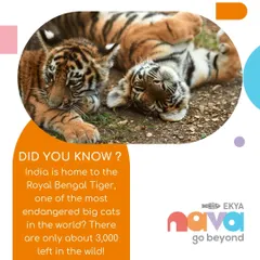 Did you know India is home to the endangered Royal Bengal Tiger? In my workshops, we learn about magnificent creatures like these and discuss the conservation efforts needed to protect them.