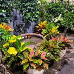 A tranquil corner featuring a Buddha fountain surrounded by vibrant Crotons and Aglaonemas. We design our spaces to inspire peace and show you how to create your own serene green nook.