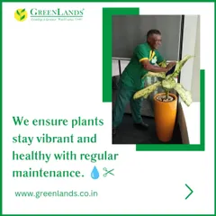 Regular maintenance is the key to vibrant plants. Here, one of my experienced gardeners is providing care for a plant in a salon, ensuring it remains a beautiful feature for their clients to enjoy. This is a core part of my plant hire and AMC services.