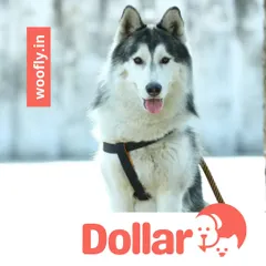 Dollar the handsome Husky is looking sharp. I groom all breeds, including those with thick double coats that require special attention and de-shedding.
