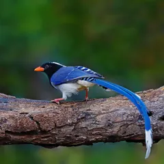 An elegant Red-billed Blue Magpie perched on a thick, textured branch. This full-body shot displays its striking blue wings, black head, and impressively long, trailing tail, capturing the bird's graceful posture in its natural environment.