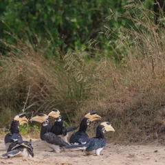 A group of Malabar Pied Hornbills gathered on the ground, seemingly in a deep discussion. Their social and often comical interactions are a delight to observe.