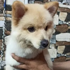 The big reveal. This is Bolt, a charming Pomeranian mix, looking sharp and feeling fresh after his full grooming session, which included a stylish teddy bear cut.