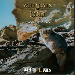 Poster for the film screening of "Wild Cats of India - Masters of Disguise." This National Geographic documentary, part of our World Environment Day celebration, delves into the lives of India's lesser known felines.