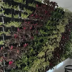 A closer look at the KR Mangalam University living wall. The design uses a variety of plants with different colors, including deep reds and bright greens, to create a dynamic, wave-like pattern.