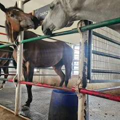 A look inside our stables where horses can interact safely. We ensure a low-stress environment, which is essential for their overall health and happiness.