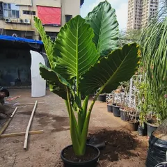 A full size Alocasia, also known as an Elephant Ear plant, ready for a new home. These monster boys make a huge impact with their giant, dramatic leaves.