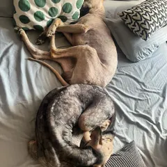 This is what "cage-free" really means at our house. Your fur babies are welcome to snuggle up on the bed for a nap, just like they would at home. We ensure every pet feels safe, comfortable, and completely relaxed.