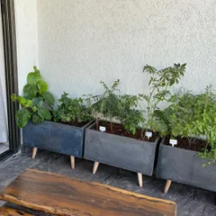A full view of the three-planter setup, showing how much green, edible life you can fit into a compact space.