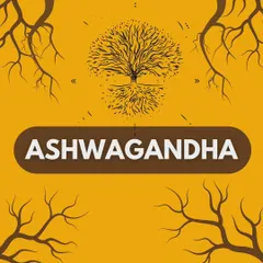 Ashwagandha is an adaptogenic herb that can enhance muscle growth, strength, and fat loss. I guide my clients on how to incorporate powerful, natural supplements like this to support their training goals.