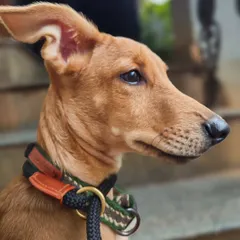 A quiet, noble profile of one of the foster puppies. This close-up highlights the beautiful structure and gentle eyes of our native Indian breeds, proving they are as photogenic as any pedigree.