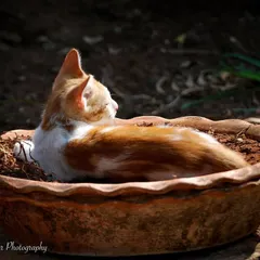 This is a plant. If you see a cat, you owe me a jungle trip! A funny and cute shot of a ginger kitten finding the most comfortable spot in the house: a planter.