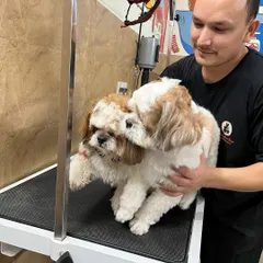 Two adorable Shih Tzus on the grooming table. They are getting pampered and will go home looking extra fluffy and cute.