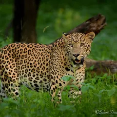 A beautiful leopard known as Rana in the lush greenery of Jhalana. Even in the wild, there are moments where their curious gaze makes you wonder what they are thinking.