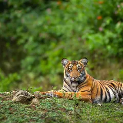 A young tiger rests on a mossy mound during the monsoon season in Kabini. The vibrant green background and the cat's relaxed but alert posture make for a beautiful, classic wildlife portrait.