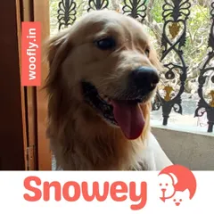 Snowey the Golden Retriever is all smiles after his grooming check. I provide complete doorstep services to keep your pets looking this good.
