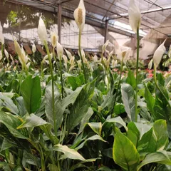 A view of many Peace Lilies ready for a new home. I always make sure to select healthy, thriving plants for all my projects.