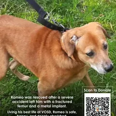 Romeo was rescued after a severe accident left him with a fractured femur and a metal implant. He is now safe and happy but needs lifelong care. You can be a part of his healing journey by sponsoring his treatment.