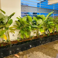 A row of Calathea Lutea plants looking healthy and vibrant in a long planter box. Their lush green leaves catch the light beautifully, making them a standout feature in any garden or terrace design.