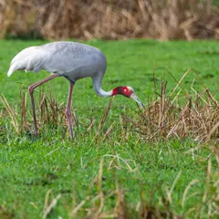 A portrait of a Sarus Crane foraging in a field in Gujarat. These birds have adapted to coexist with people, offering a beautiful example of harmony between wildlife and agriculture.
